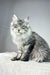 Silver tabby Maine Coon cat named Ernest from Maine Coon Kitten collection