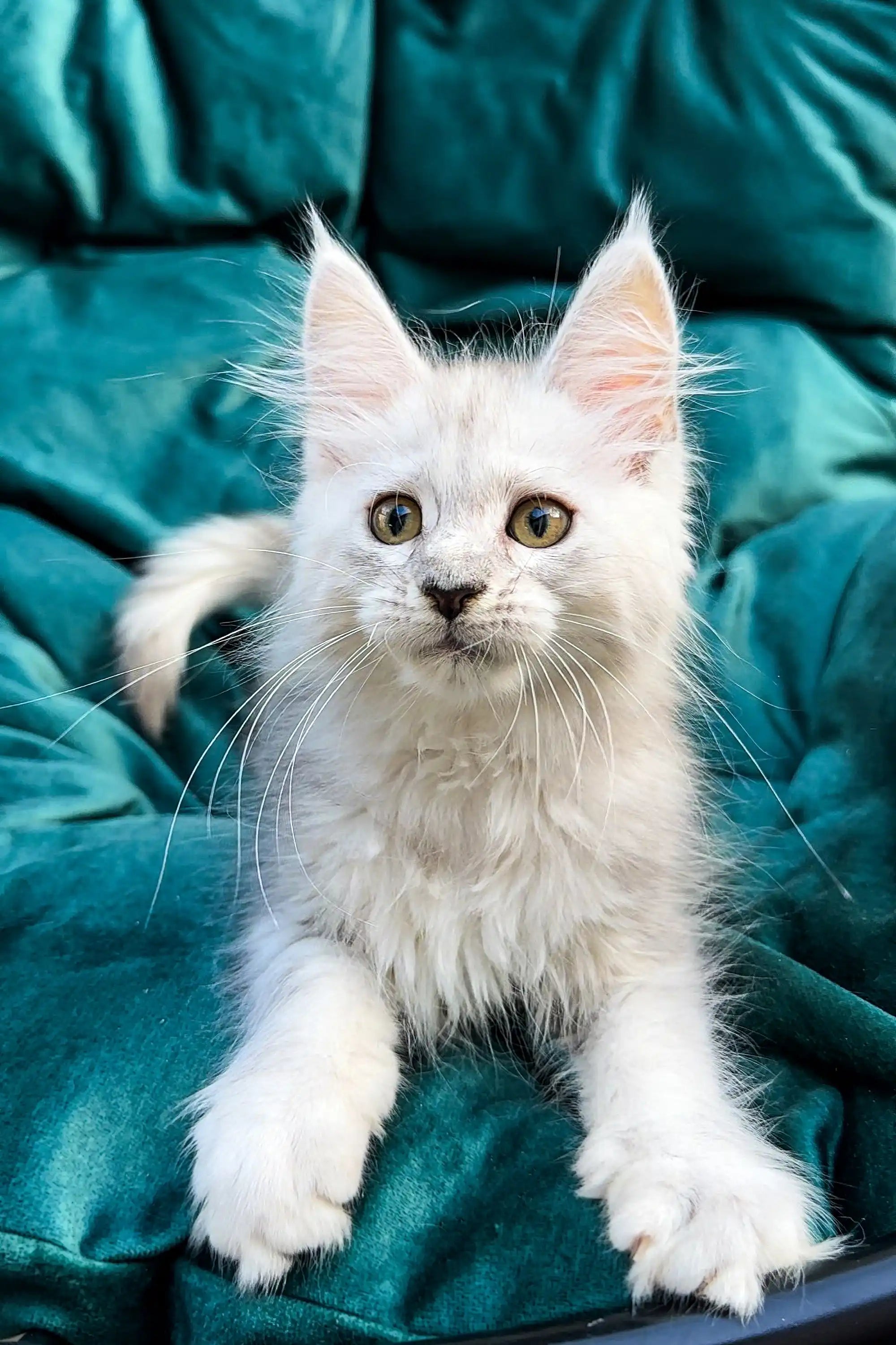 White fluffy Maine Coon kitten with pointed ears and bright eyes, perfect for adoption