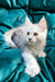 White fluffy Maine Coon kitten with alert eyes and perky ears ready for a new home