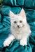 Cute white fluffy Maine Coon kitten with bright eyes and pointed ears