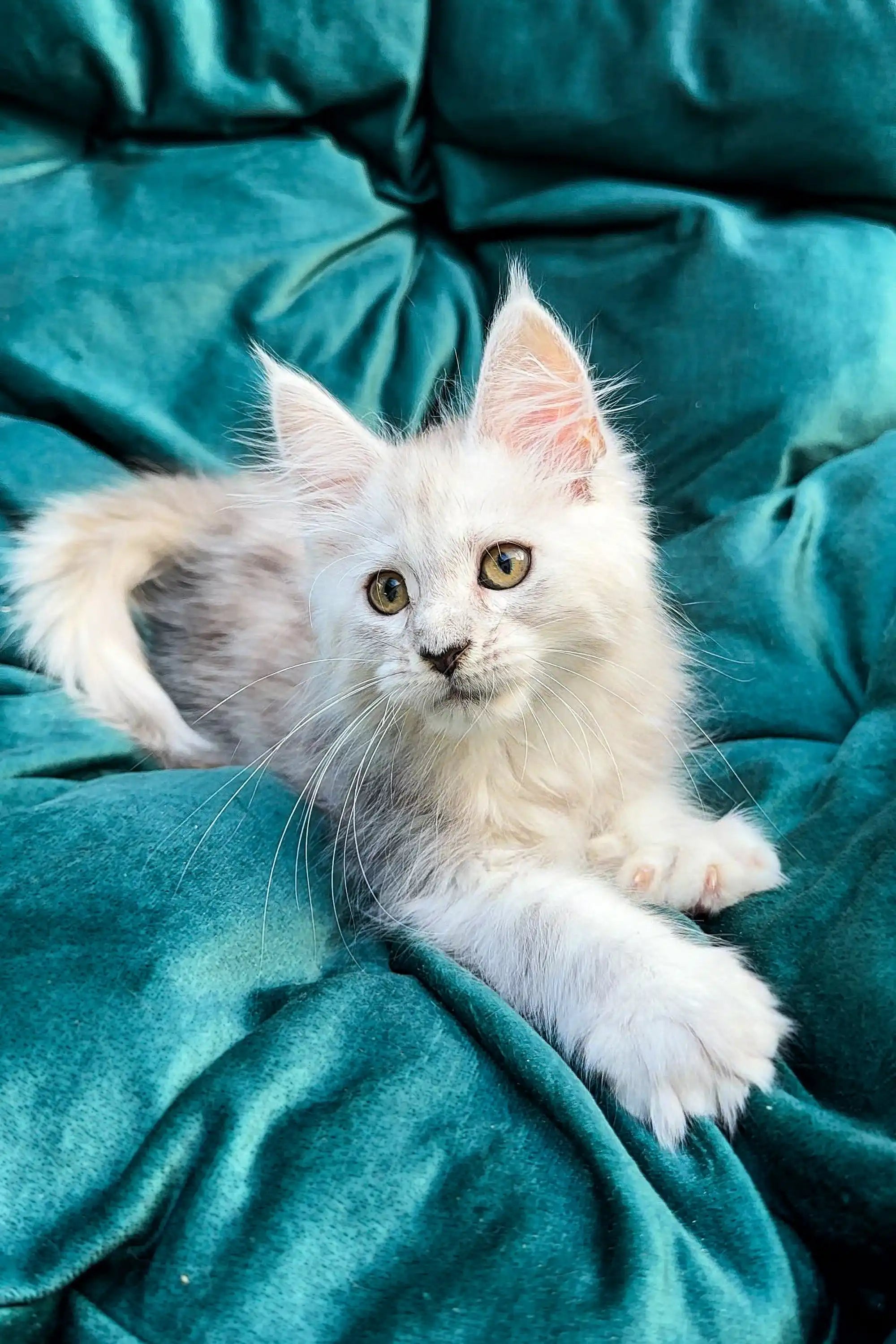 Adorable White Fluffy Maine Coon Kitten with Bright Eyes - Esenia Coon Kittens