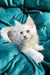 Adorable White Fluffy Maine Coon Kitten with Bright Eyes - Esenia Coon Kittens