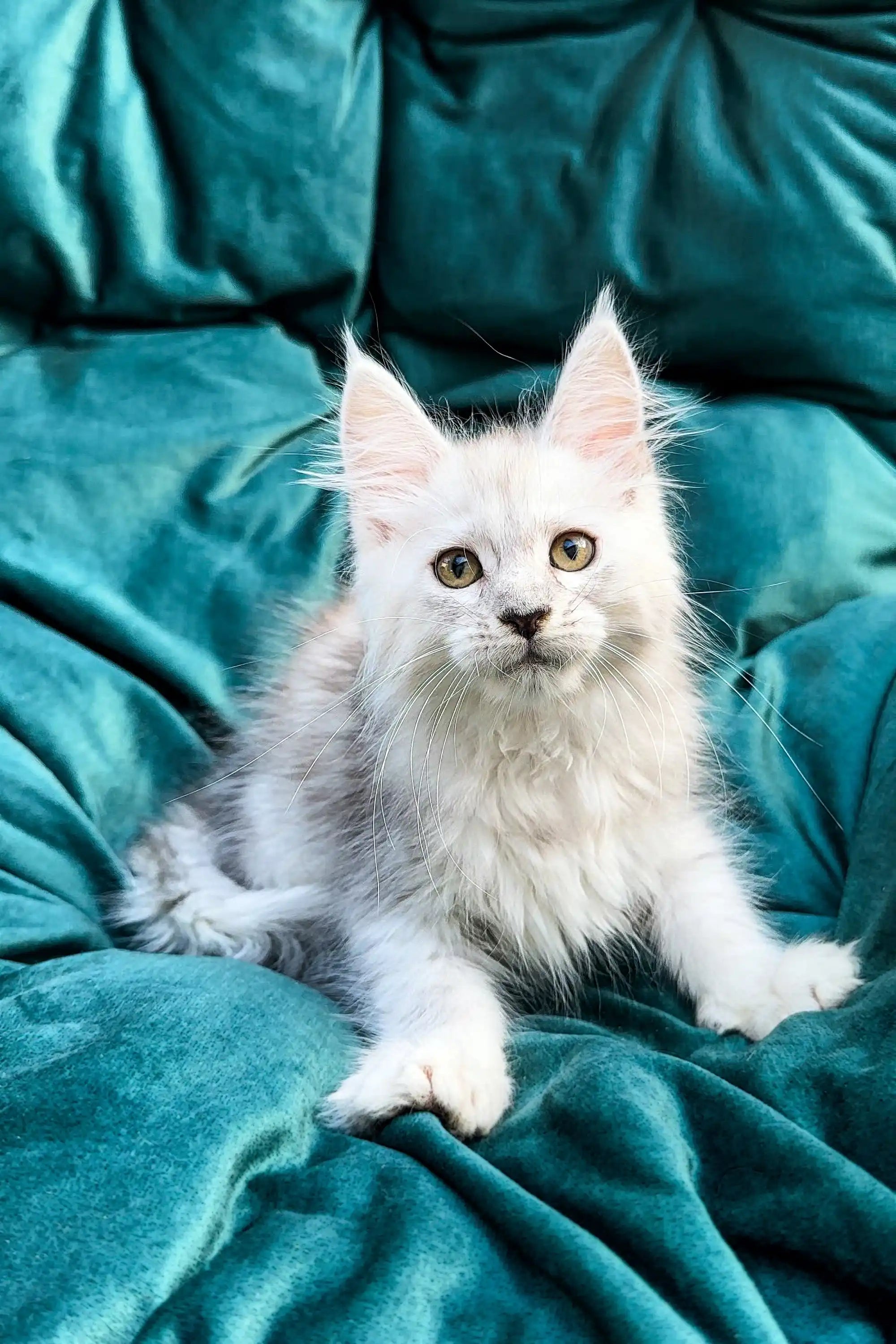 White fluffy Maine Coon kitten with bright eyes and pointed ears ready for adoption