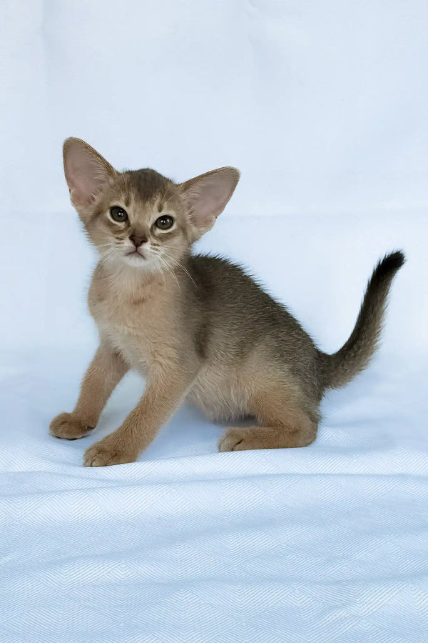 Eshka | abyssinian kitten