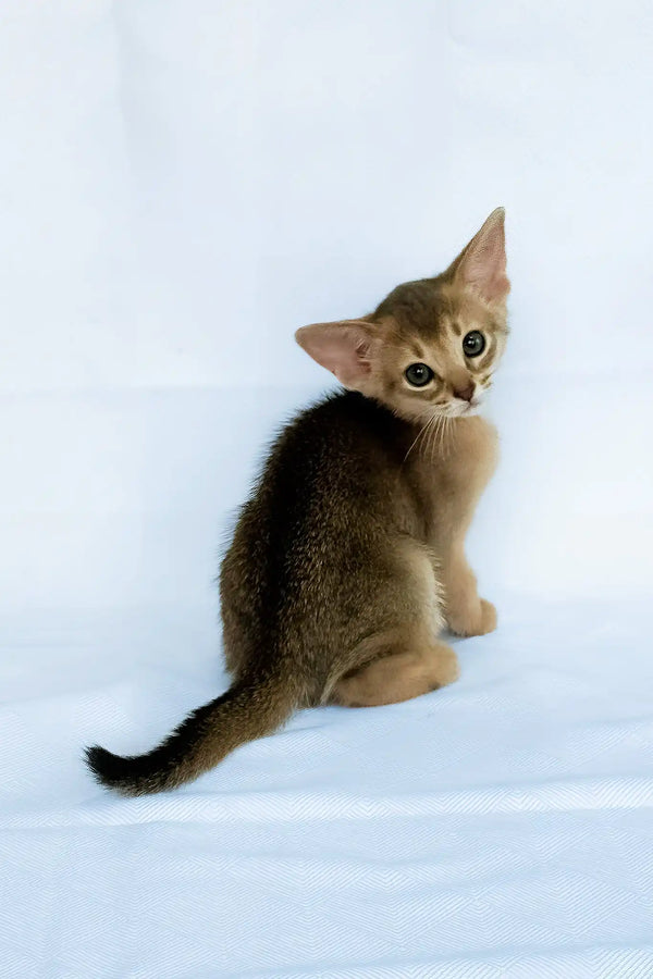 Eshka | abyssinian kitten