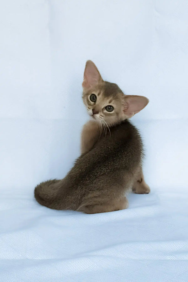 Eshka | abyssinian kitten