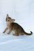 Eshka | abyssinian kitten