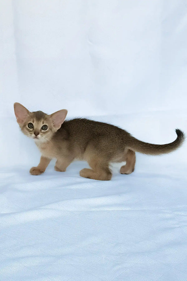 Eshka | abyssinian kitten