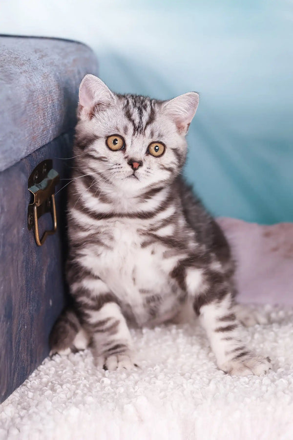 Adorable Silver Tabby Kitten with Stripes and Golden Eyes from Esmir Scottish Straight