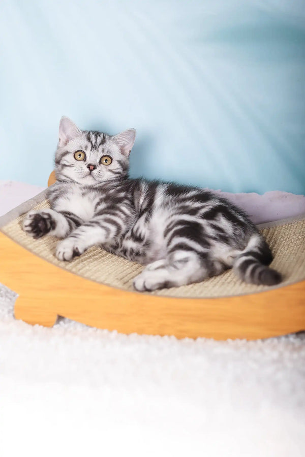 Silver tabby kitten chilling in cozy orange cat bed, showcasing Esmir Scottish Straight