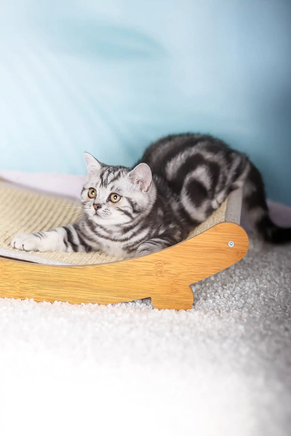 Silver tabby cat relaxing on an orange cat-shaped scratching board for Esmir kitten
