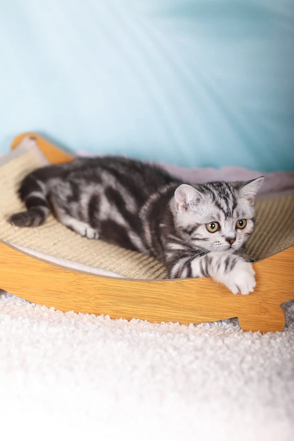 Silver tabby cat lounging on an orange curve in Esmir Scottish Straight Kitten product