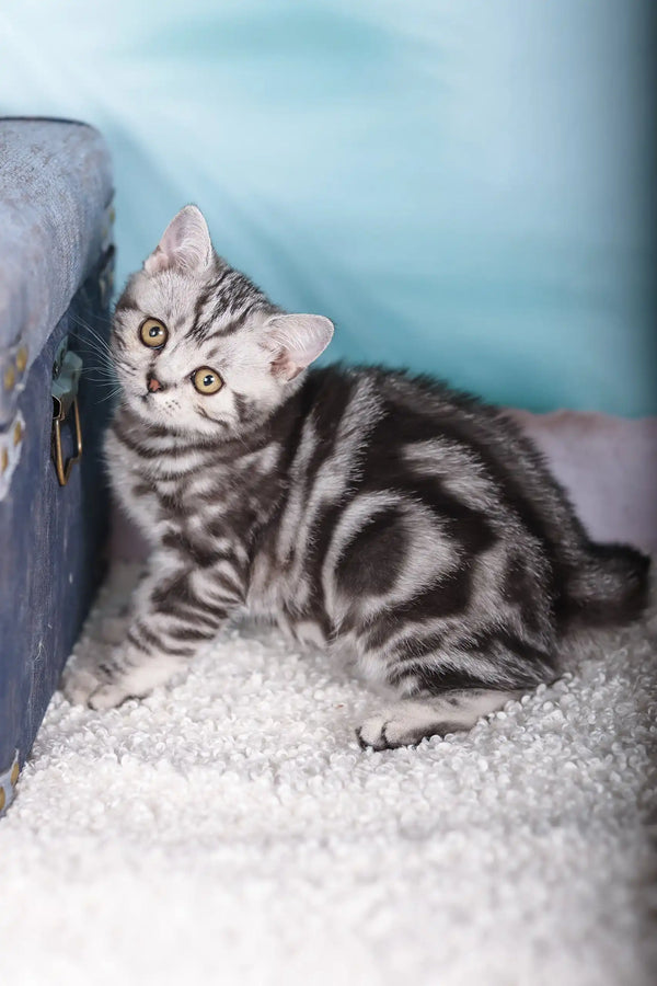 Silver tabby Scottish Straight kitten with unique stripes lounging on a light surface