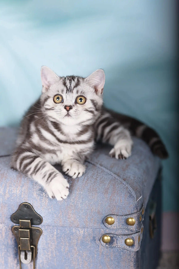 Silver tabby cat with stripes lounging on denim, perfect for Esmir Scottish Straight Kitten