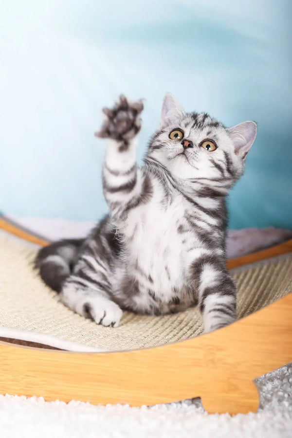 Silver tabby cat playfully raising paw while relaxing on back with Esmir Scottish Straight Kitten