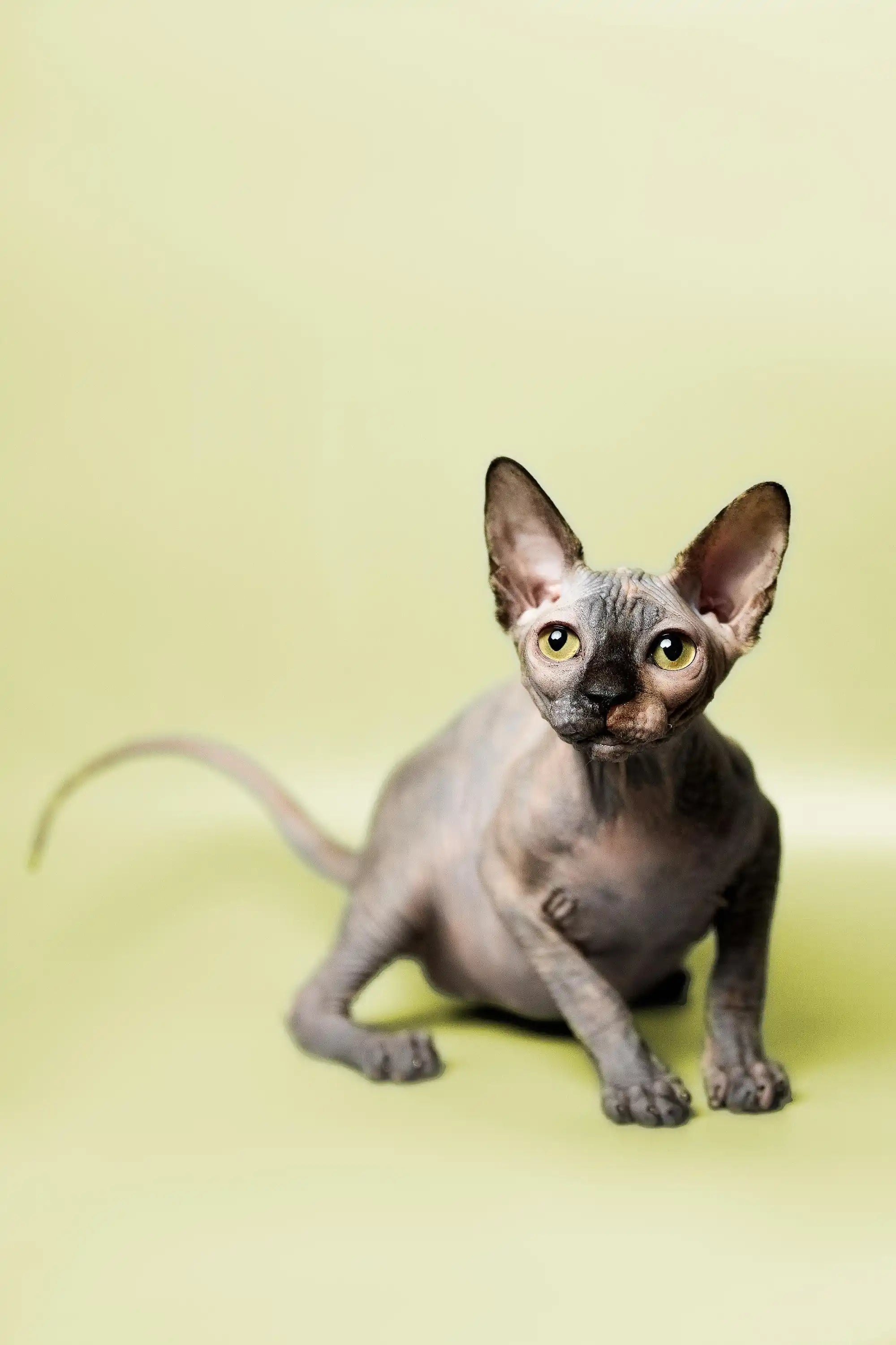 Sphynx Cats for Sale | Kittens For Esther | Kitten