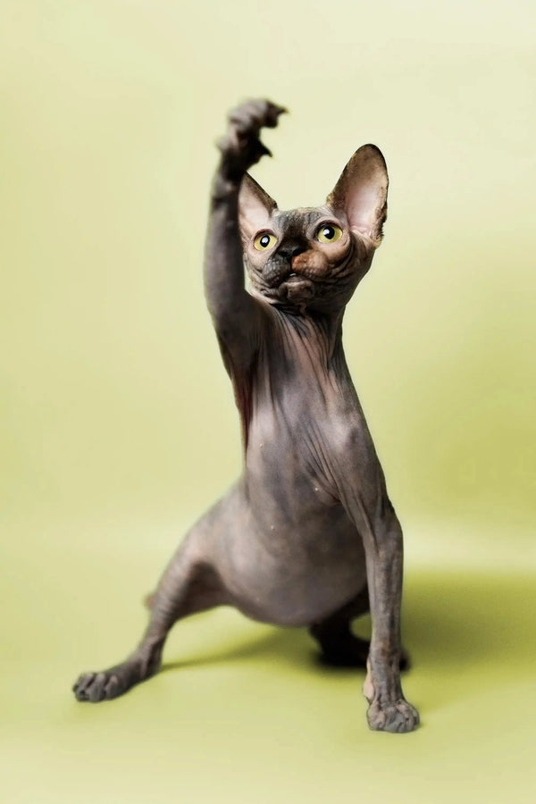 Hairless Sphynx Cats & Kittens for Sale Esther | Kitten