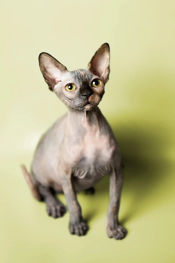 Hairless Sphynx Cats & Kittens for Sale Esther | Kitten