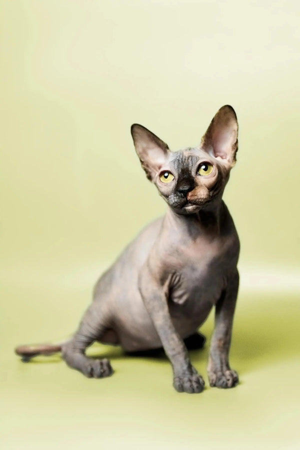 Adorable Hairless Sphynx kitten Esther with big ears and wrinkled skin sitting up