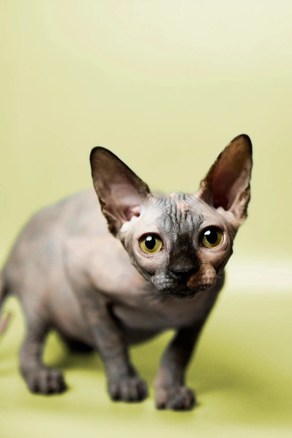 Adorable Hairless Sphynx kitten Esther with large ears and big eyes