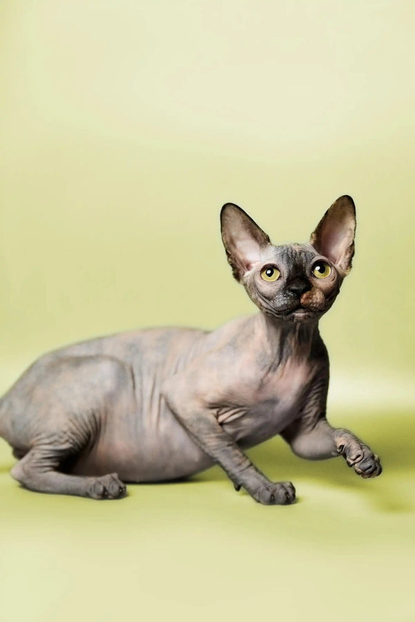 Adorable Hairless Sphynx kitten Esther with big ears and cute wrinkled skin