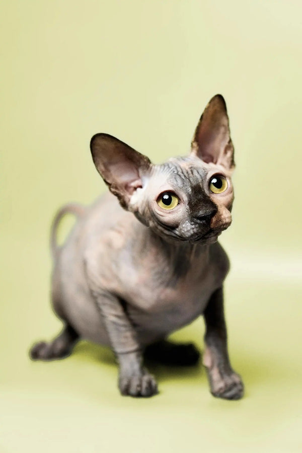 Adorable Hairless Sphynx kitten with big ears and striking eyes, perfect for a loving home