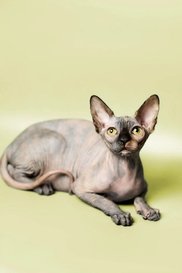 Cute Hairless Sphynx kitten named Esther with big ears and wrinkled skin