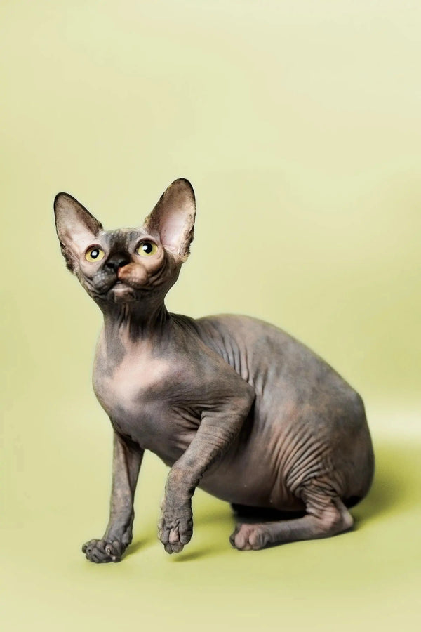 Cute Hairless Sphynx kitten with wrinkled skin and big ears, perfect for cuddles