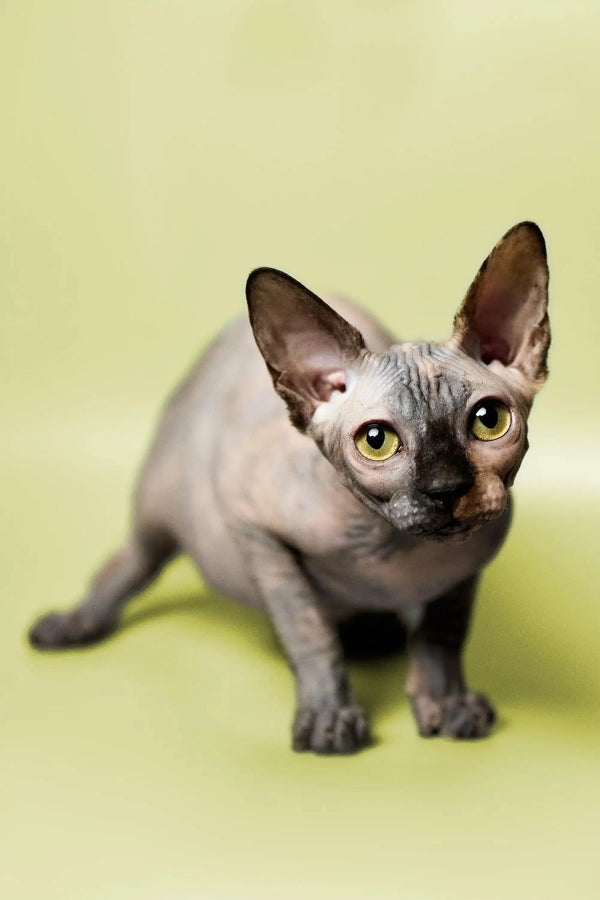 Adorable Hairless Sphynx Kitten named Esther with big ears and striking green eyes
