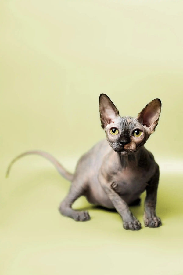 Cute Hairless Sphynx kitten with big ears and wrinkled skin, perfect for any home!