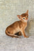 Eton | abyssinian kitten