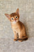 Eton | abyssinian kitten