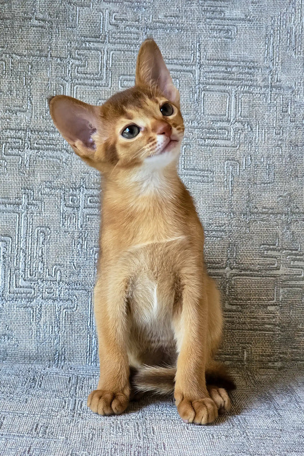 Eton | abyssinian kitten