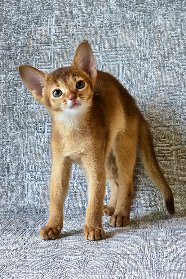 Eton | abyssinian kitten