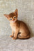Eton | abyssinian kitten