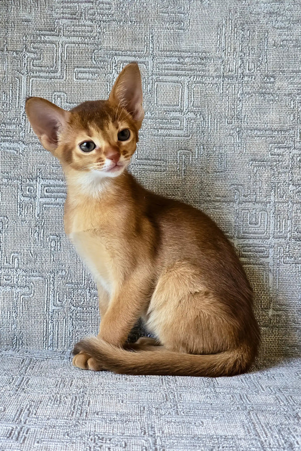 Eton | abyssinian kitten