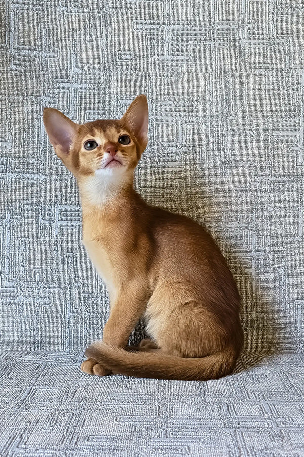 Eton | abyssinian kitten