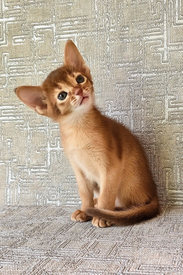 Eton | abyssinian kitten