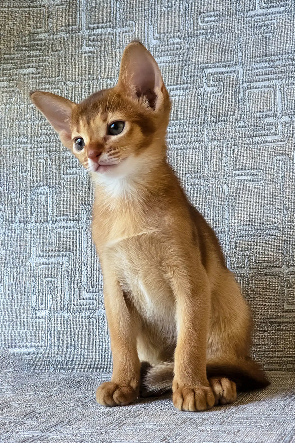 Eton | abyssinian kitten