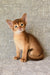 Eton | abyssinian kitten