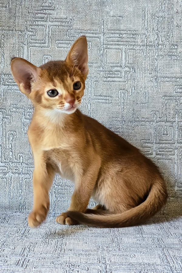 Eton | abyssinian kitten