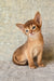 Eton | abyssinian kitten