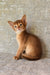 Eton | abyssinian kitten