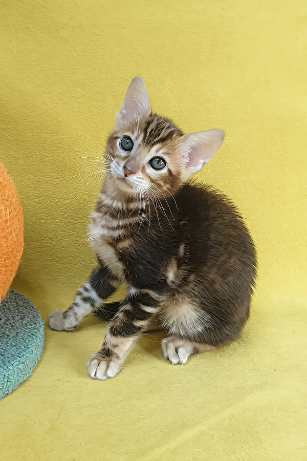 Eva | bengal kitten