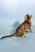 Eva | bengal kitten