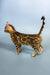 Eva | bengal kitten