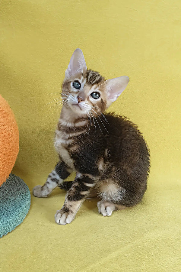 Eva | bengal kitten