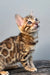 Eva | bengal kitten