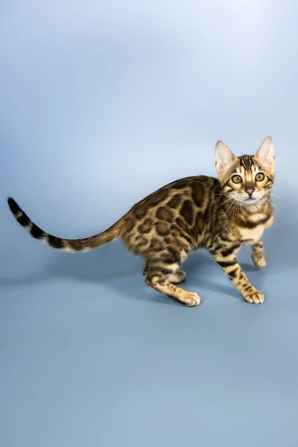 Eva | bengal kitten