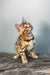 Eva | bengal kitten